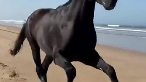 Black Horse Running On The Beach | Animals Axis