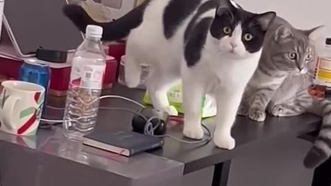 Sneaky cat stealing pills and got busted