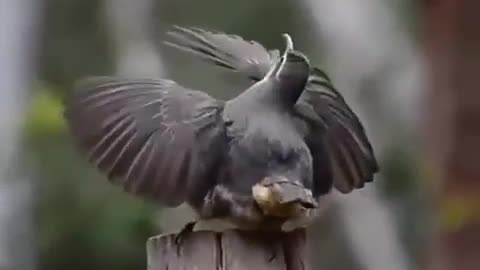 A Beautiful Dance By A Beautiful Bird For Attracting to other Female Birds 😘 #