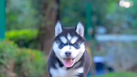 King Siberian Husky - Puppy Dog