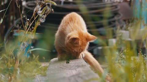 Hungry Wild cat looking for food