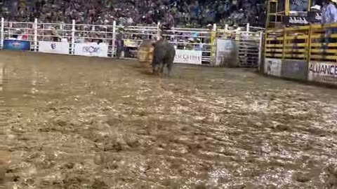 BUll FIGHT O Sikeston