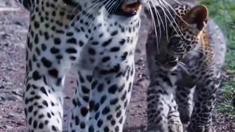 They look exactly like leopards