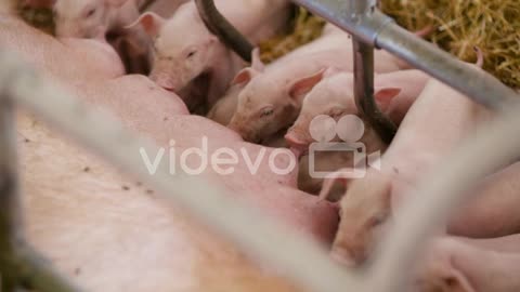 Pigs On Livestock Farm Pig Farming Young Piglets At Stable 4