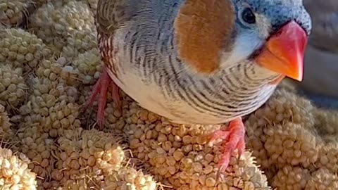 Zebra finches