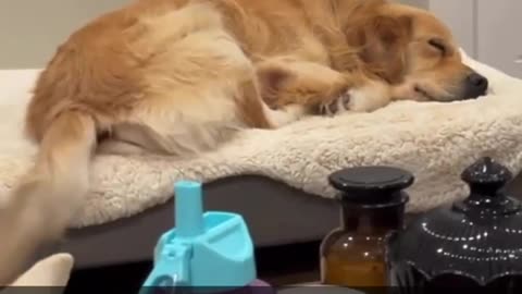 This Dog was having a best dream | Dog video | Cute Dog video | Try to not laugh |