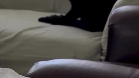 Adopting a Cat from a Shelter Vlog - Cute Precious Piper Has Fun on the Couch #shorts