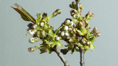 Blossoming flowers opening random