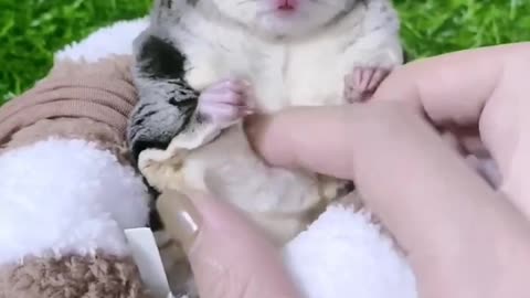 Tickle the little cutie, and the honey glider can be happy