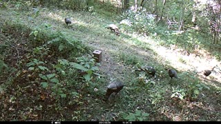 6 Turkey Pecking For Food