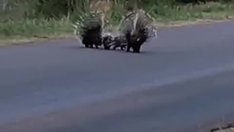 Porcupine parents protecting babies from leopard