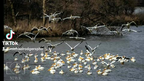 Pelicans bird's in Riverton Kansas on old route 66