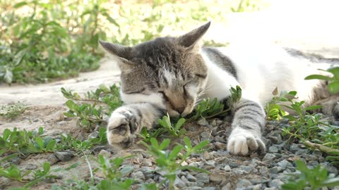 Cat Sleeping