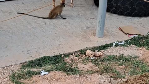 Friendship between the dog and monkey