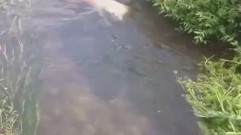 just keep swimming. cute dog swim like pro