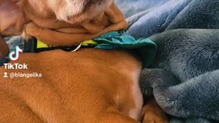 Reiki and Blue TikTok Dog Challenge