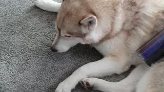 Husky Simply Enjoys Being Vacuumed Down By Owner