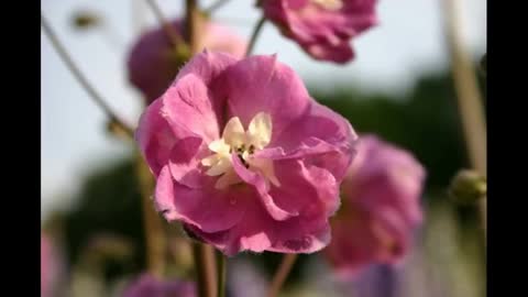 Flower Breeding 2 Blackmore and Langdon Nursery