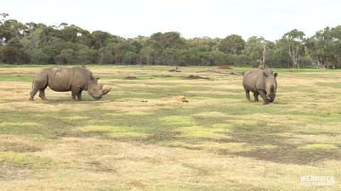 Giraffe and Rhino blood draw training