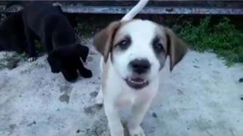 dog puppies