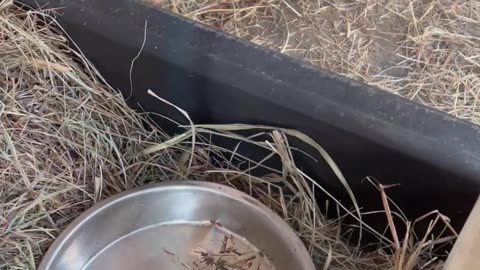 Mini Horse Trains Husband