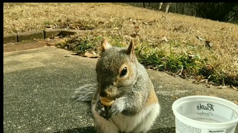 Wild squirrel 🐿️. #motivation