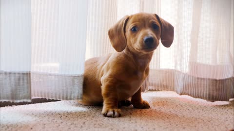 A pet dog wondering on the camera