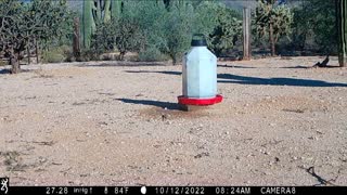 Trail Camera 20221029