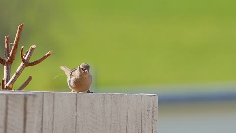 A dancing bird