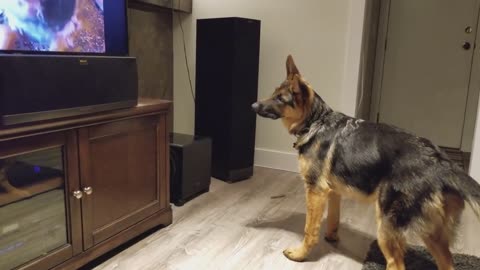 German Shepherd Howling Challenge!