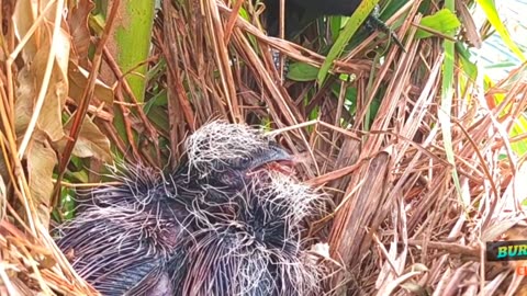 Mother bird brings back green frog for baby bird