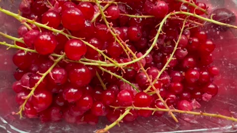 Red currant berries.