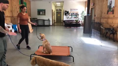 reactive dog training