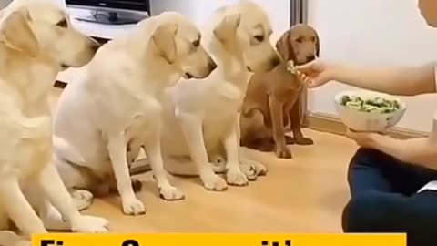 Funny dog 🐶 🐶 #funnydog #pets #trending #shorts #viral