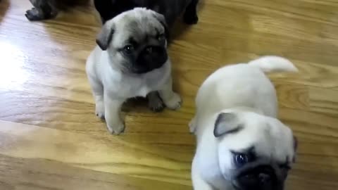 Cutest Pug Puppies Ever!