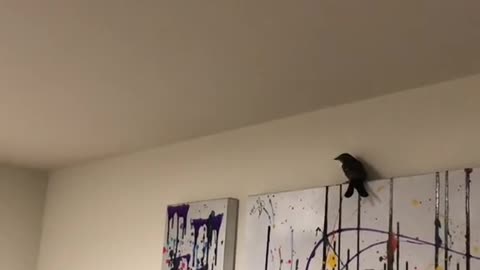 Chaos Ensues After Cat Brings Bird into House