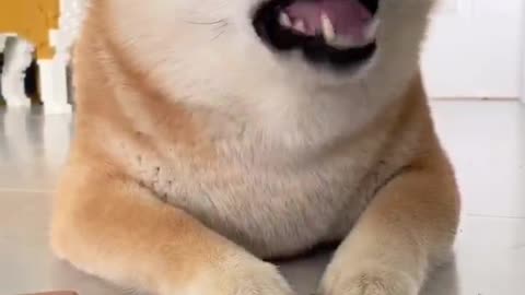 A small Shiba Inu eating quietly