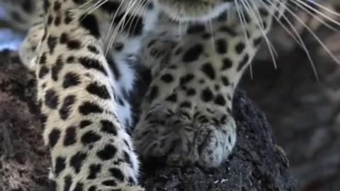 Where is the road, leopard