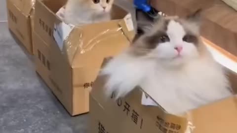 cats train