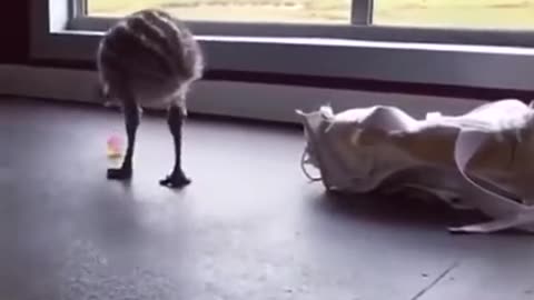 cute baby ostrich