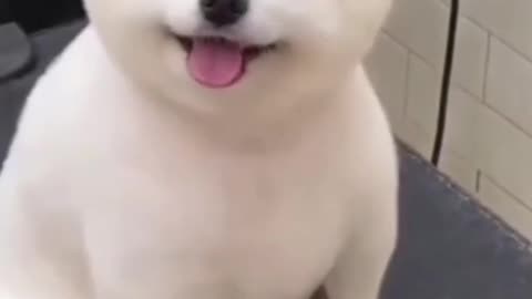 Cute white puppy 😍🤗