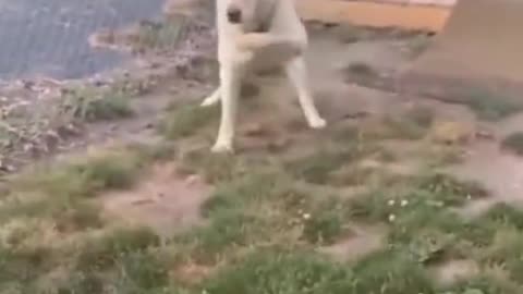 Funny Videos,cats and dogs