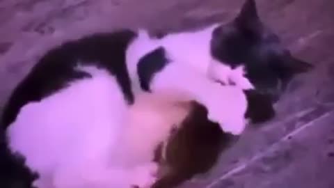 Funny video, cat affection for rat 🤣🤣🤣watch