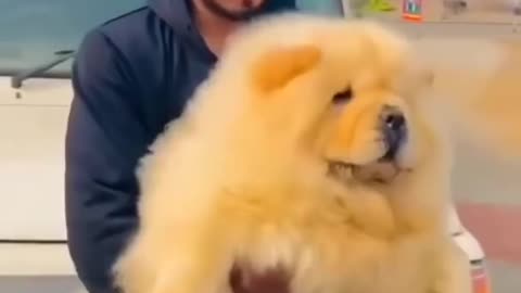 World healthest CHOW CHOW DOG chow