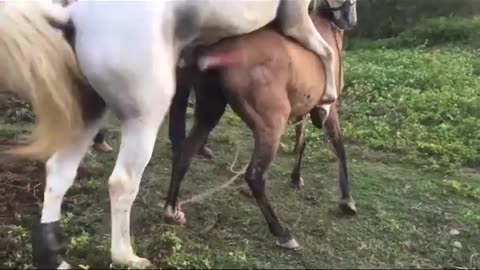 Male big horse forcing to mate