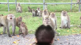 Wild Monkeys Meet Adopted Infant