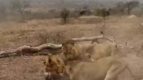 5 lions attacks