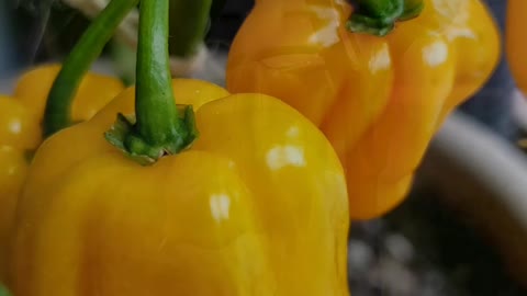 Ghost Peppers. Same Plants & Different Colors