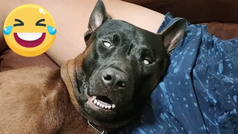 He belongs to me Funny😂 Dogs 2023 - You can't control your laugh😂