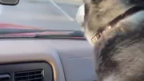 Funny Husky Goes Through A CAR WASH!!! #shorts